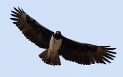 Polemaetus bellicosus