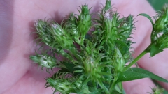 Symphyotrichum elliottii