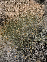 Bebbia juncea aspera