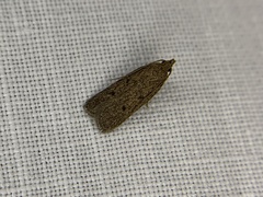 Glyphidocera juniperella