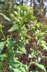 Symphyotrichum elliottii