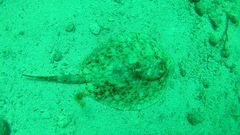 Urobatis jamaicensis