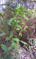 Symphyotrichum elliottii