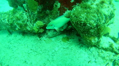 Acanthurus tractus