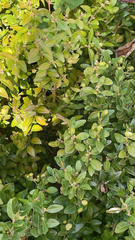Buxus sempervirens