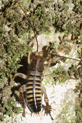 Hemideina crassidens