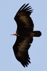 Necrosyrtes monachus