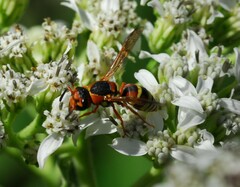 Euodynerus annulatus