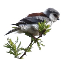 Polihierax semitorquatus