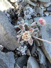 Eriogonum kingii