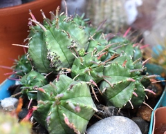 Euphorbia horrida