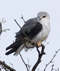Elanus caeruleus caeruleus