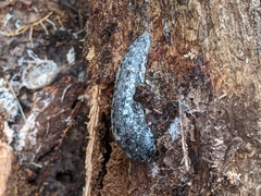Philomycus carolinianus