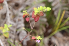 Tremandra stelligera