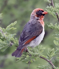 Anaplectes rubriceps