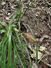 Carex uncinata