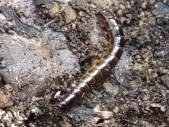 Meracantha contracta