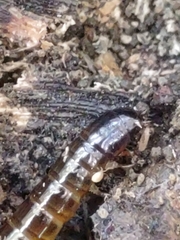 Meracantha contracta