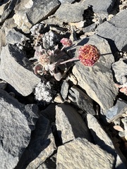 Eriogonum kingii