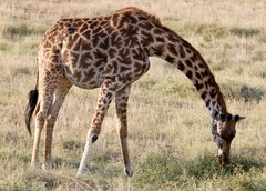 Giraffa camelopardalis tippelskirchi