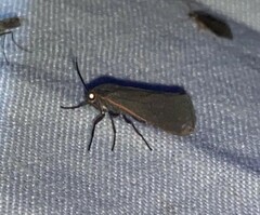 Virbia laeta