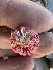 Eriogonum kingii