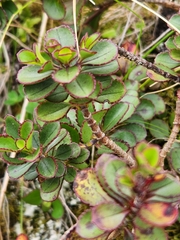 Veronica lavaudiana