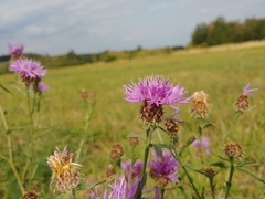 Centaurea oxylepis