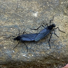 Penthetria heteroptera