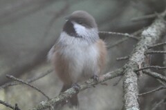 Poecile hudsonicus