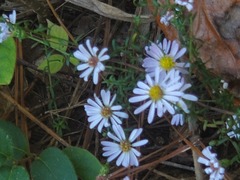 Symphyotrichum dumosum