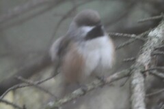Poecile hudsonicus