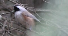 Poecile hudsonicus
