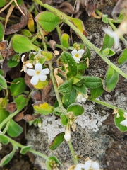 Myosotis lytteltonensis