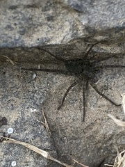 Pardosa