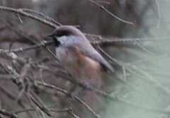 Poecile hudsonicus