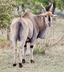 Tragelaphus oryx pattersonianus