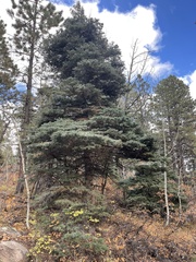 Abies concolor