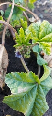 Malva verticillata