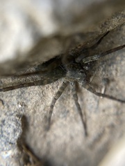 Pardosa