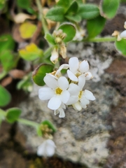 Myosotis lytteltonensis