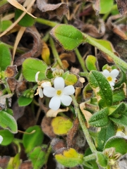 Myosotis lytteltonensis
