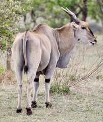 Tragelaphus oryx pattersonianus