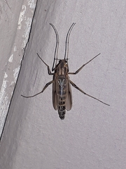 Chironomus crassicaudatus