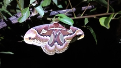 Rothschildia jacobaeae