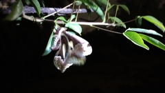 Rothschildia jacobaeae