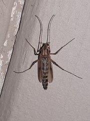 Chironomus crassicaudatus