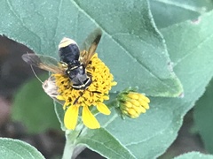 Hoplitimyia mutabilis