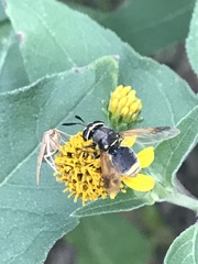 Hoplitimyia mutabilis