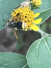 Hoplitimyia mutabilis